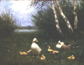 Ducks with Ducklings