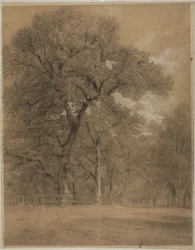 Edge of a Forest
