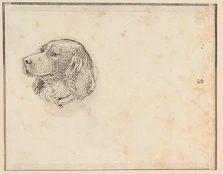 A Dog