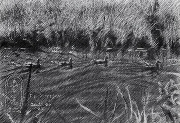 Ducks in the Reeds