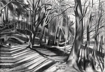 Forest Path Shadows