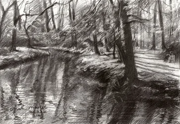 Forest Stream Reflections