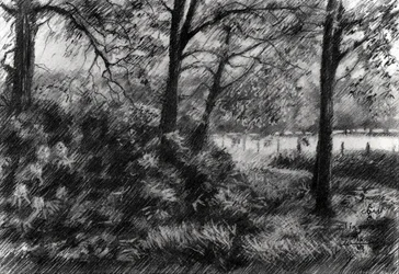 Peaceful Forest Lake