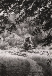 Peaceful Forest Path