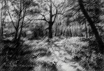 Shaded Forest Path