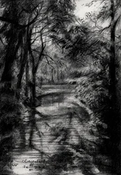 Shaded Forest Stream