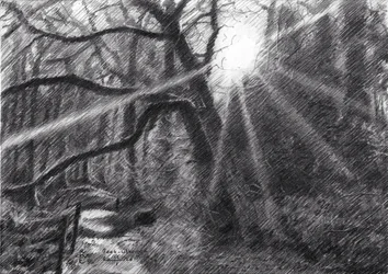 Sunlit Forest Path