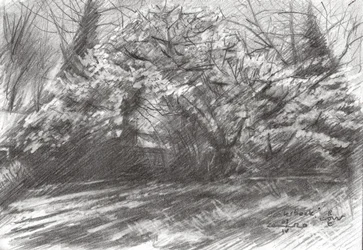 Sunlit Forest Path
