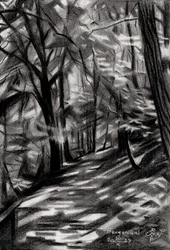 Sunlit Forest Path