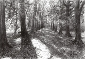 Sunlit Woodland Path