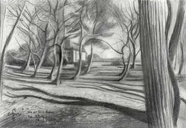 Winter Forest Shadows