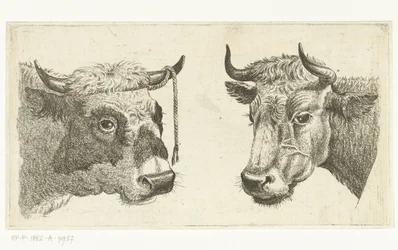 Head of a Bull with Rope on Horn and Head of a Cow
