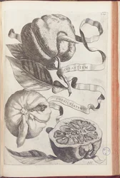 Horned Orange, plate 409 from 