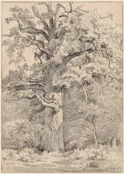 A Giant Oak at the Edge of a Forest