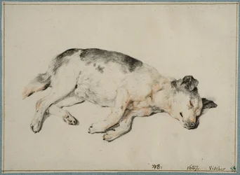 Study of a Sleeping Dog