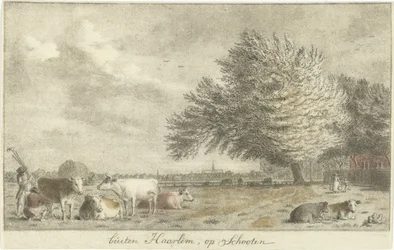 Cows in a Meadow