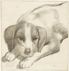 Lying Dog