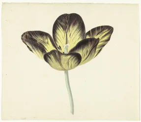 Tulip Named Bizard Egiptienne
