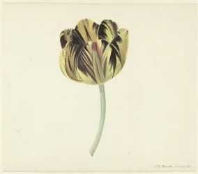 Tulip Named Bizard Rosette