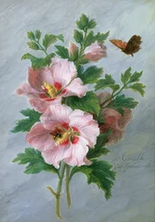 Hibiscus Against a Marble Ledge