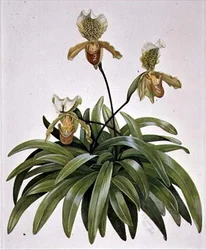 Lady Slipper Orchid from Nepal (Paphiopedilum insigne)