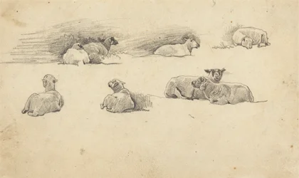 Study of Sheep