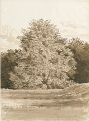 Wrottesley Hall - The Shrubbery