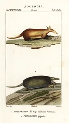 Aardvark and giant armadillo