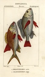 Banded Grunt, Pomadasys furcatus 1, and Squirrelfish, Holocentrus ascensionis 2
