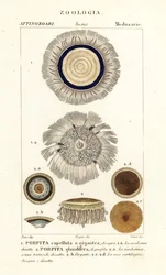 Blue Button, Porpita porpita 1,2