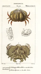 Box Crab and Aethra Crab