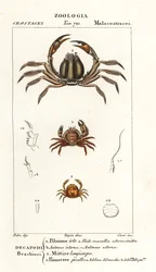 Bristly crab, light-blue soldier crab, pea crab