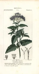 Butterfly Mist, Ageratum corymbosum