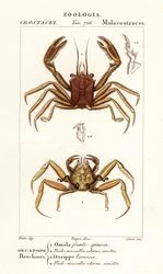 Carrier Crab and Dorripd Crab