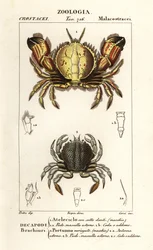 Circular Crab and Swimming Crab