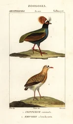 Crested partridge and buttonquail