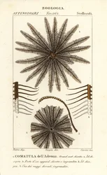 Feather Star Crinoid