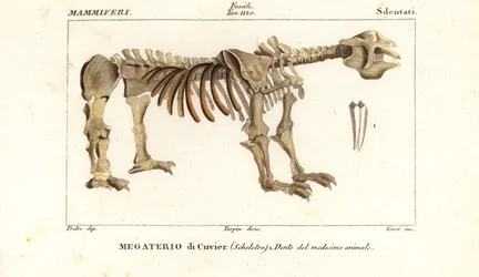 Fossil skeleton of the giant ground sloth