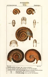 Fossils of extinct ammonite species