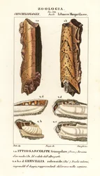 Fossils of extinct molluscs