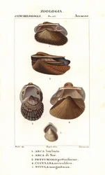 Freshwater ark clams