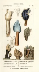 Goose Barnacles