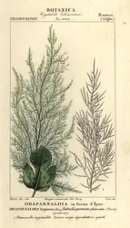 Green algae, Draparnaldia hypnosis, Draparnaldia in forma d