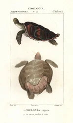 Green Sea Turtle