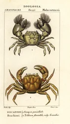 Hemigrapsus Penicillatus and Potamon Fluviatile