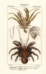 Hermit crabs and coconut crab