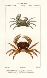 Horned Ghost Crab and Zombie Crab