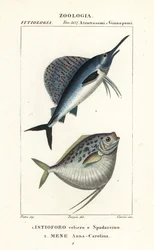 Indo-Pacific Sailfish, Istiophorus platypterus 1, and Moonfish, Mene maculata 2