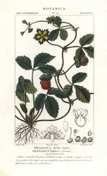 Mock Strawberry
