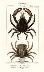 Pisa Tetraodon and Micippa Philyra